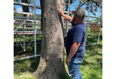 Removal of Trees