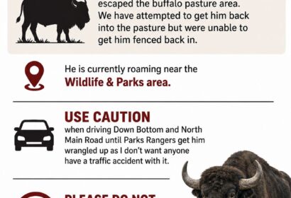 Roaming Bull Buffalo